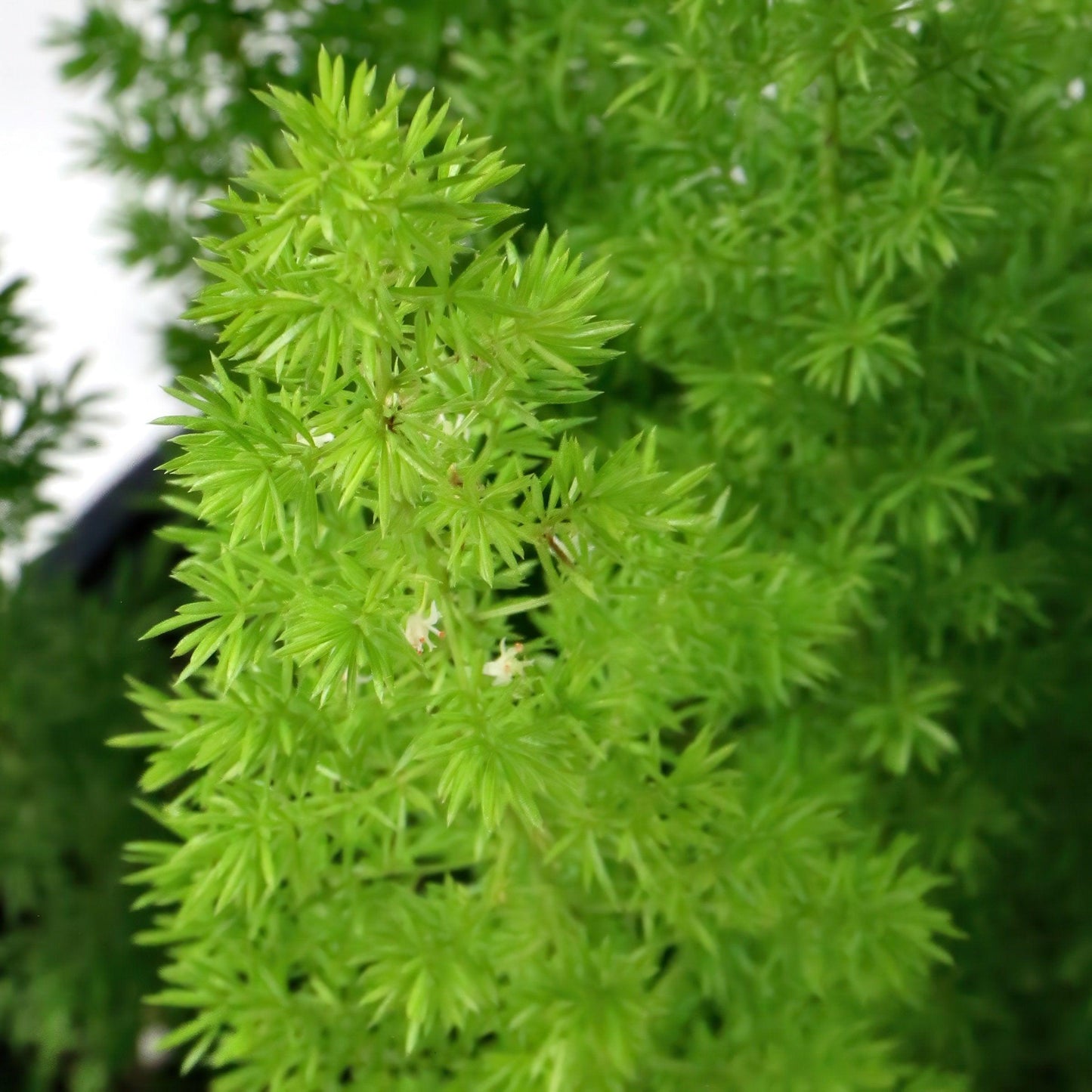 Fern, Asparagus Densiflorus 'sprengeri' - View 31 from www redcrocus com