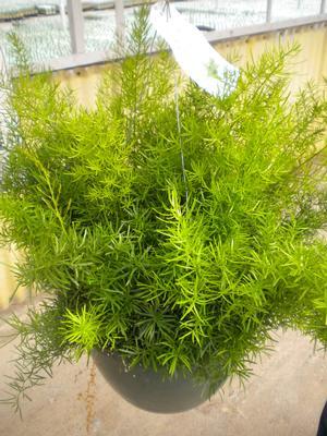 Fern, Asparagus Densiflorus 'sprengeri' - View 32 from www redcrocus com
