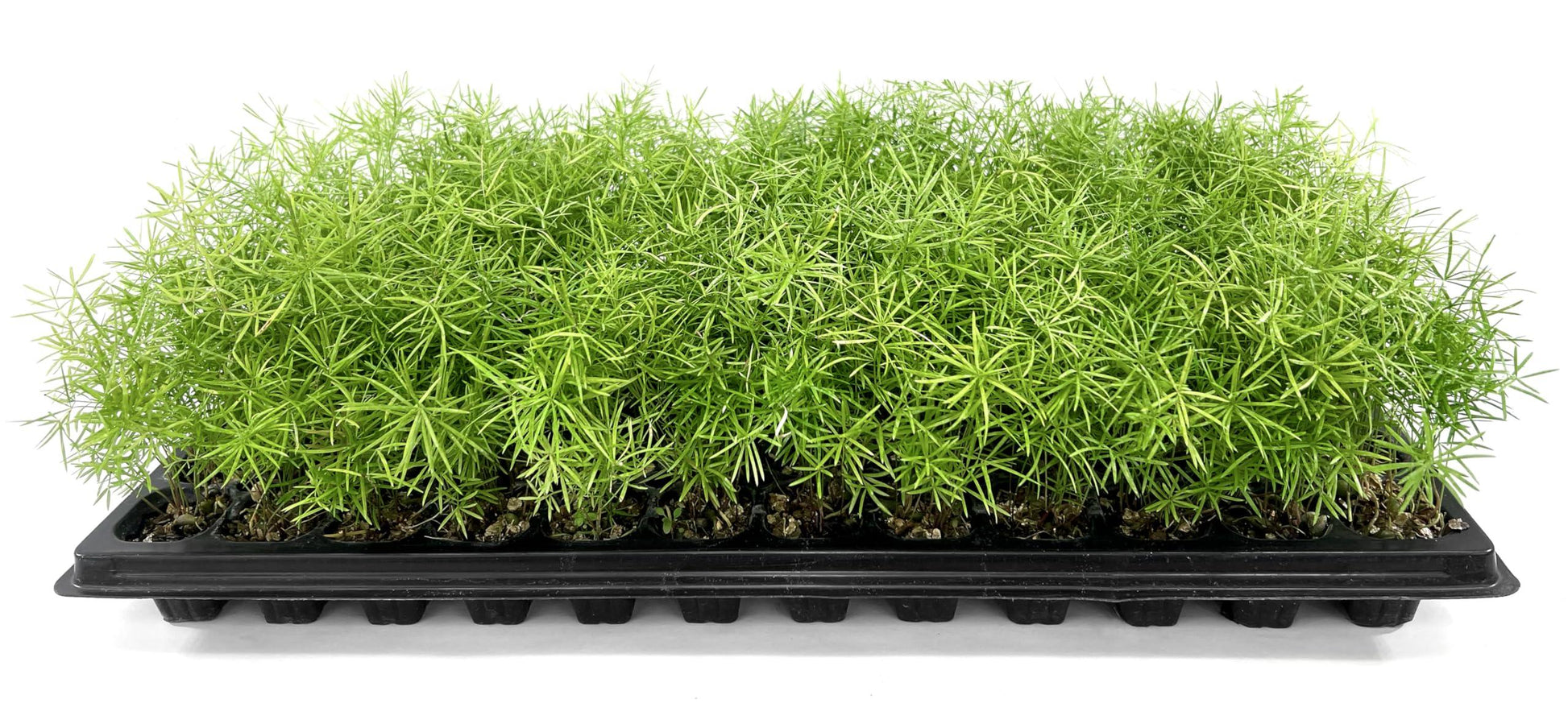 Fern, Asparagus Densiflorus 'sprengeri' - View 33 from www redcrocus com