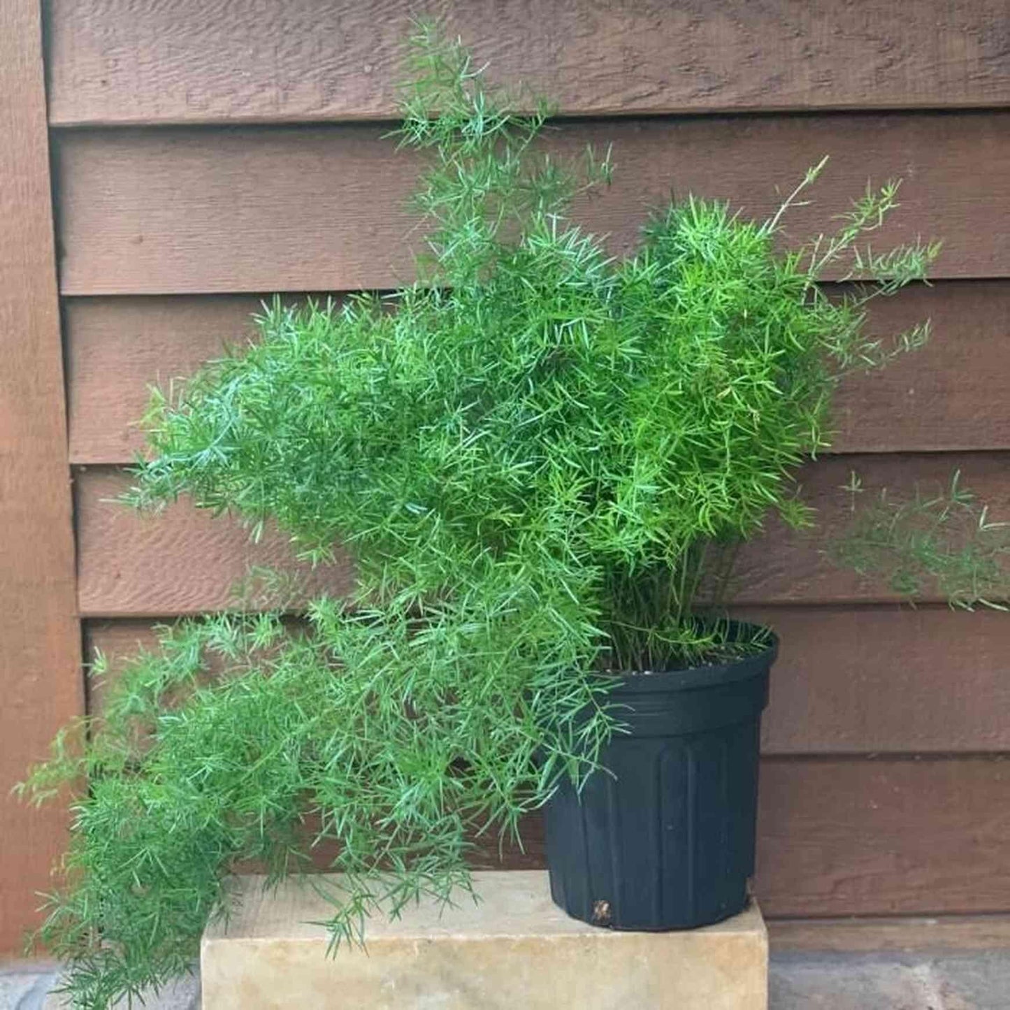 Fern, Asparagus Densiflorus 'sprengeri' - View 34 from www redcrocus com