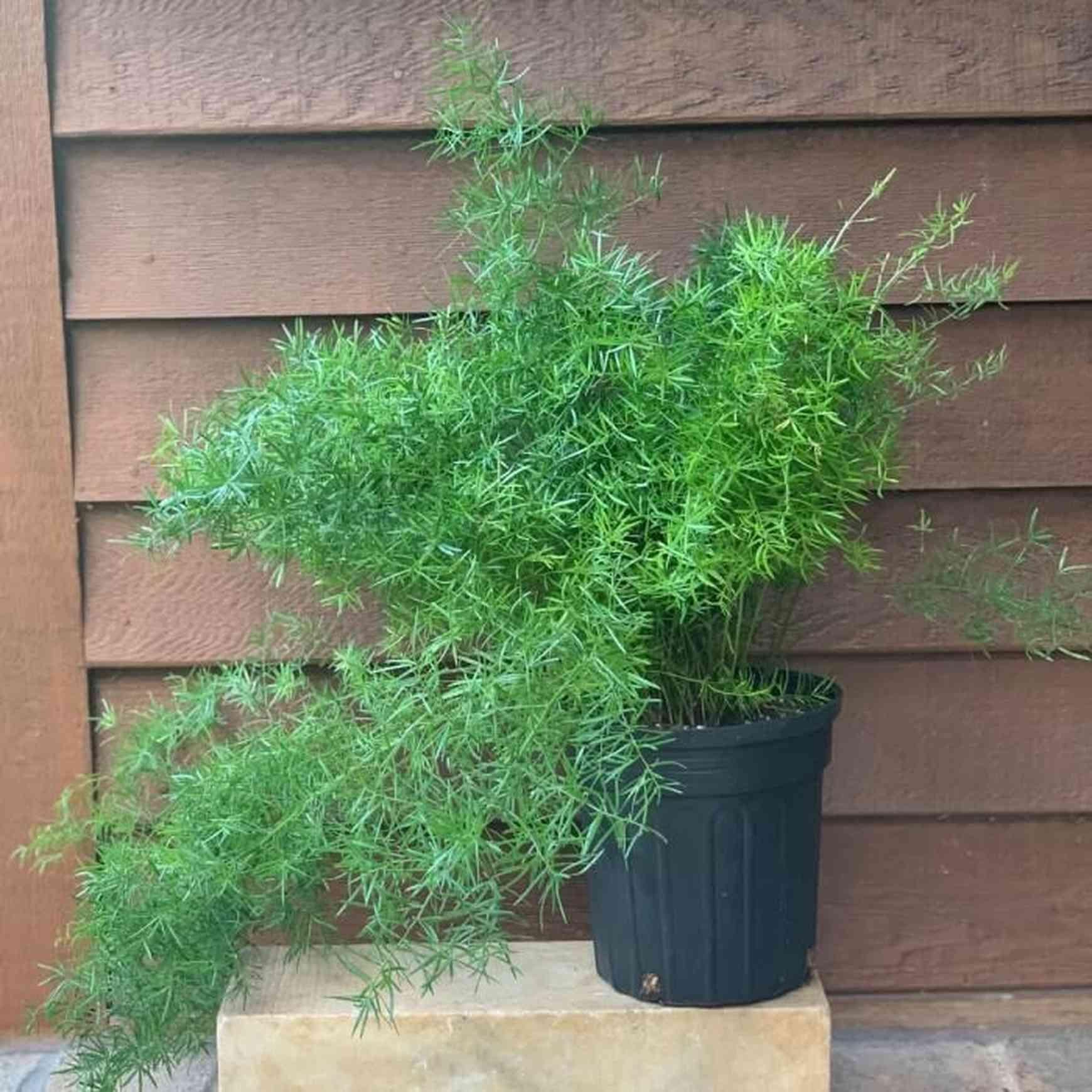 Fern, Asparagus Densiflorus 'sprengeri' - View 34 from www redcrocus com