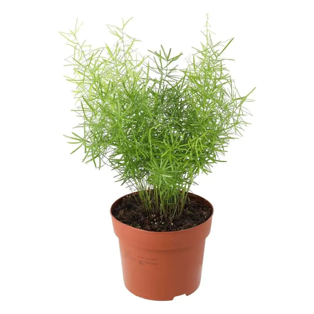 Fern, Asparagus Densiflorus 'sprengeri' - View 35 from www redcrocus com