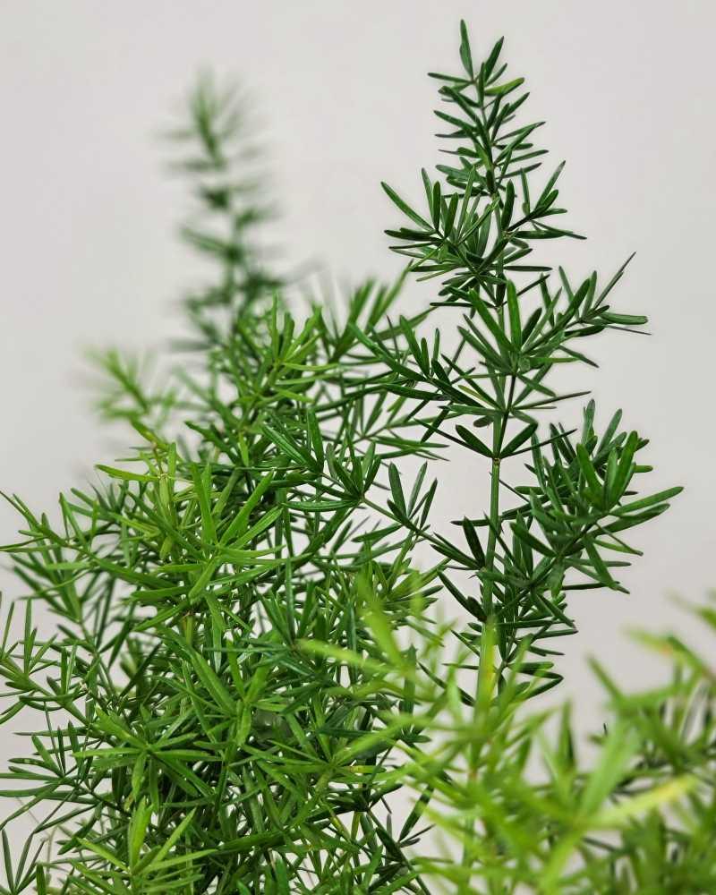 Fern, Asparagus Densiflorus 'sprengeri' - View 37 from www redcrocus com