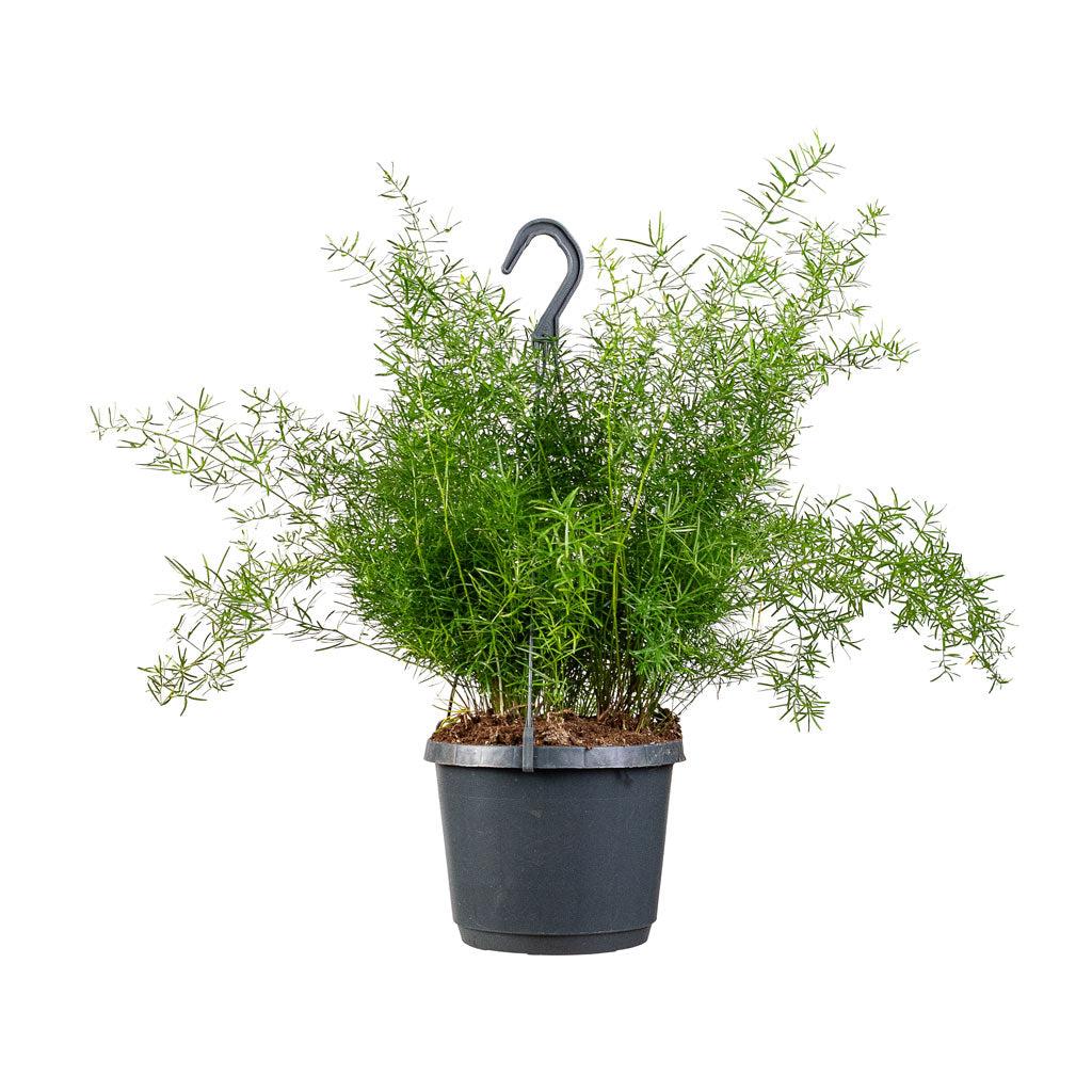 Fern, Asparagus Densiflorus 'sprengeri' - View 38 from www redcrocus com