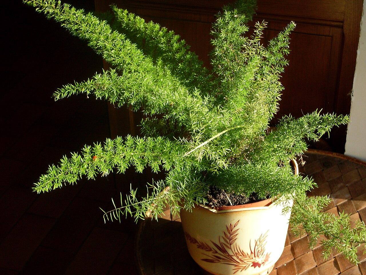 Fern, Asparagus Densiflorus 'sprengeri' - View 40 from www redcrocus com
