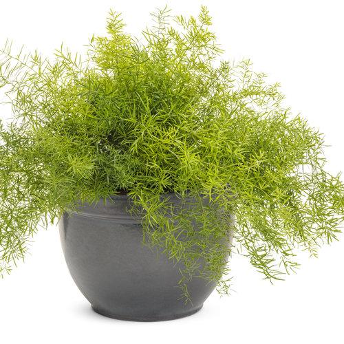 Fern, Asparagus Densiflorus 'sprengeri' - View 6 from www redcrocus com