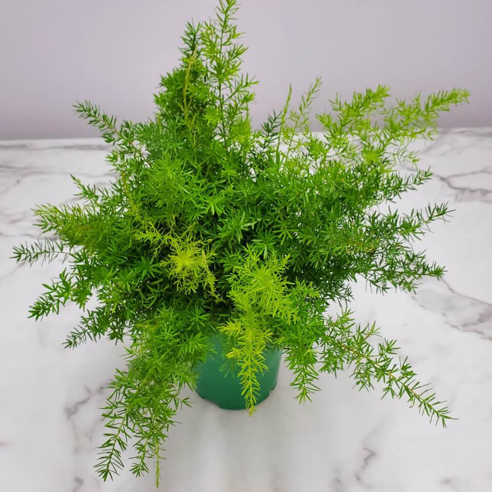 Fern, Asparagus Densiflorus 'sprengeri' - View 7 from www redcrocus com