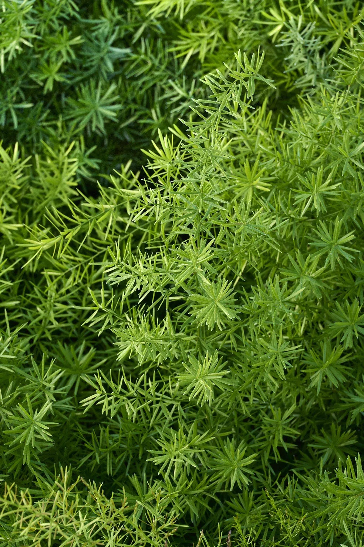 Fern, Asparagus Densiflorus 'sprengeri' - View 7 from www redcrocus com
