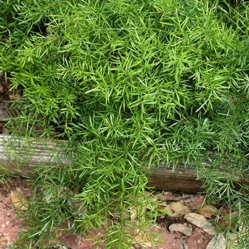 Fern, Asparagus Densiflorus 'sprengeri' - View 8 from www redcrocus com