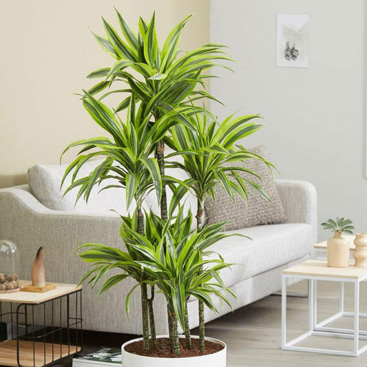 Dracaena Deremensis Lemon Lime - View 1 from www redcrocus com