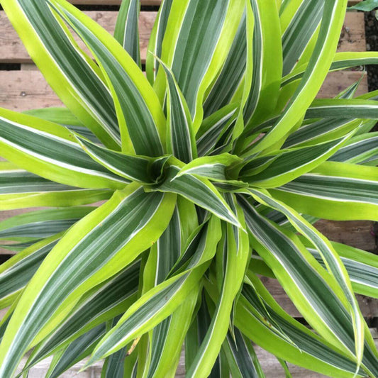 Dracaena Deremensis Lemon Lime - View 4 from www redcrocus com