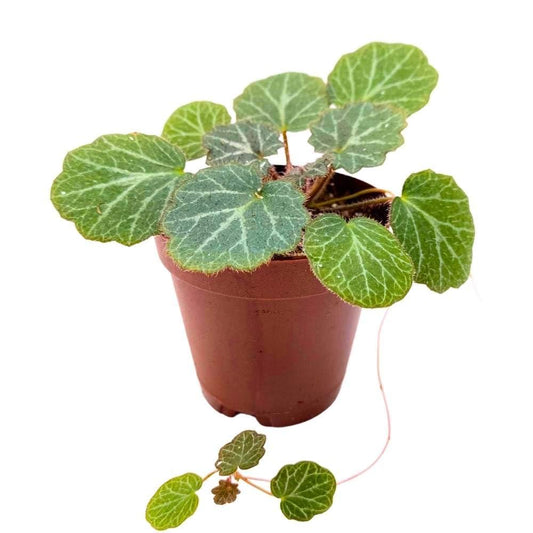 Saxifraga Stolonifera, Assorted - View 10 from www redcrocus com