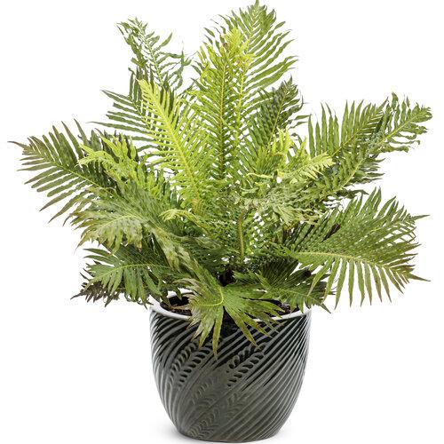 Fern Blechnum Assorted - View 11 from www redcrocus com
