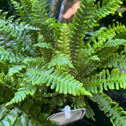 Fern Blechnum Assorted - View 13 from www redcrocus com
