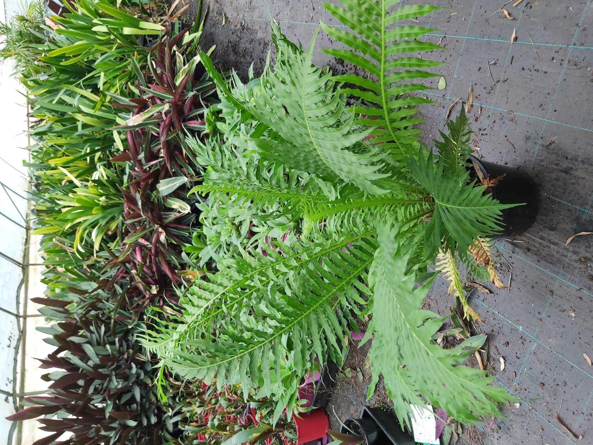 Fern Blechnum Assorted - View 14 from www redcrocus com