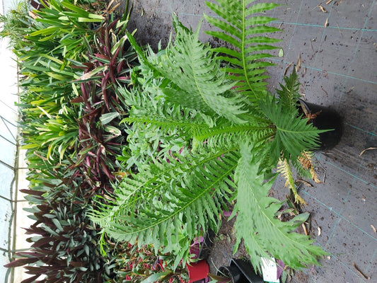Fern Blechnum Assorted - View 14 from www redcrocus com
