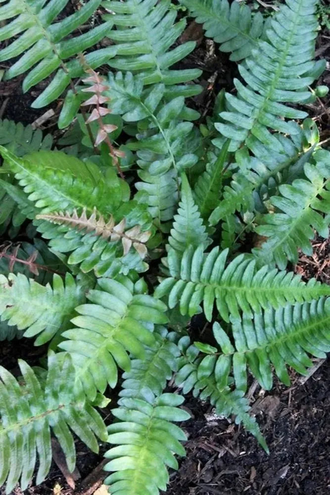 Fern Blechnum Assorted - View 15 from www redcrocus com