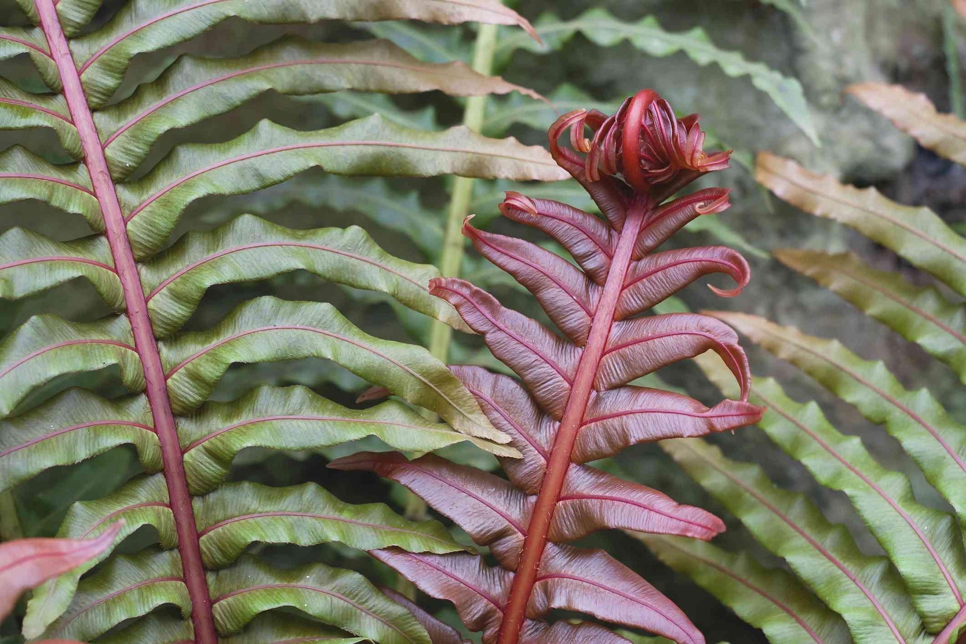 Fern Blechnum Assorted - View 16 from www redcrocus com