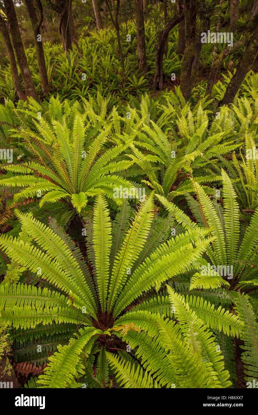 Fern Blechnum Assorted - View 17 from www redcrocus com