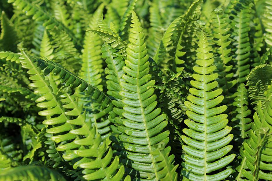 Fern Blechnum Assorted - View 19 from www redcrocus com