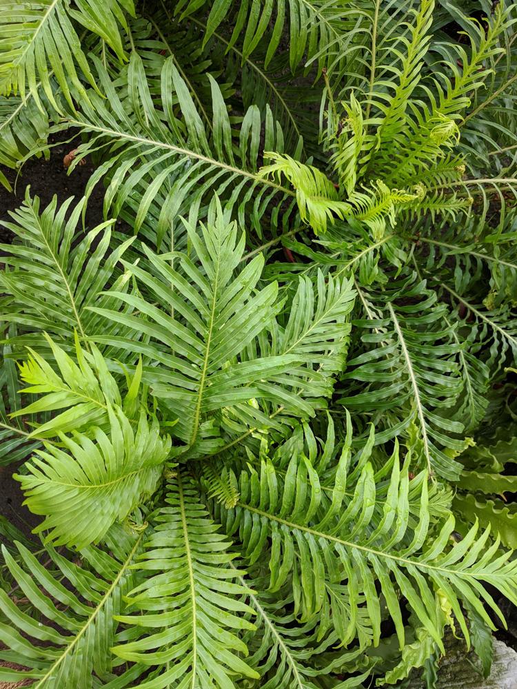Fern Blechnum Assorted - View 1 from www redcrocus com
