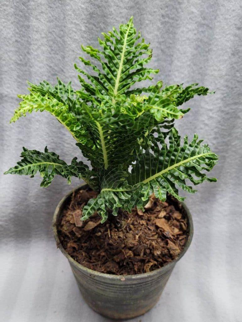 Fern Blechnum Assorted - View 20 from www redcrocus com