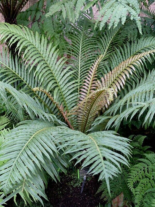 Fern Blechnum Assorted - View 2 from www redcrocus com