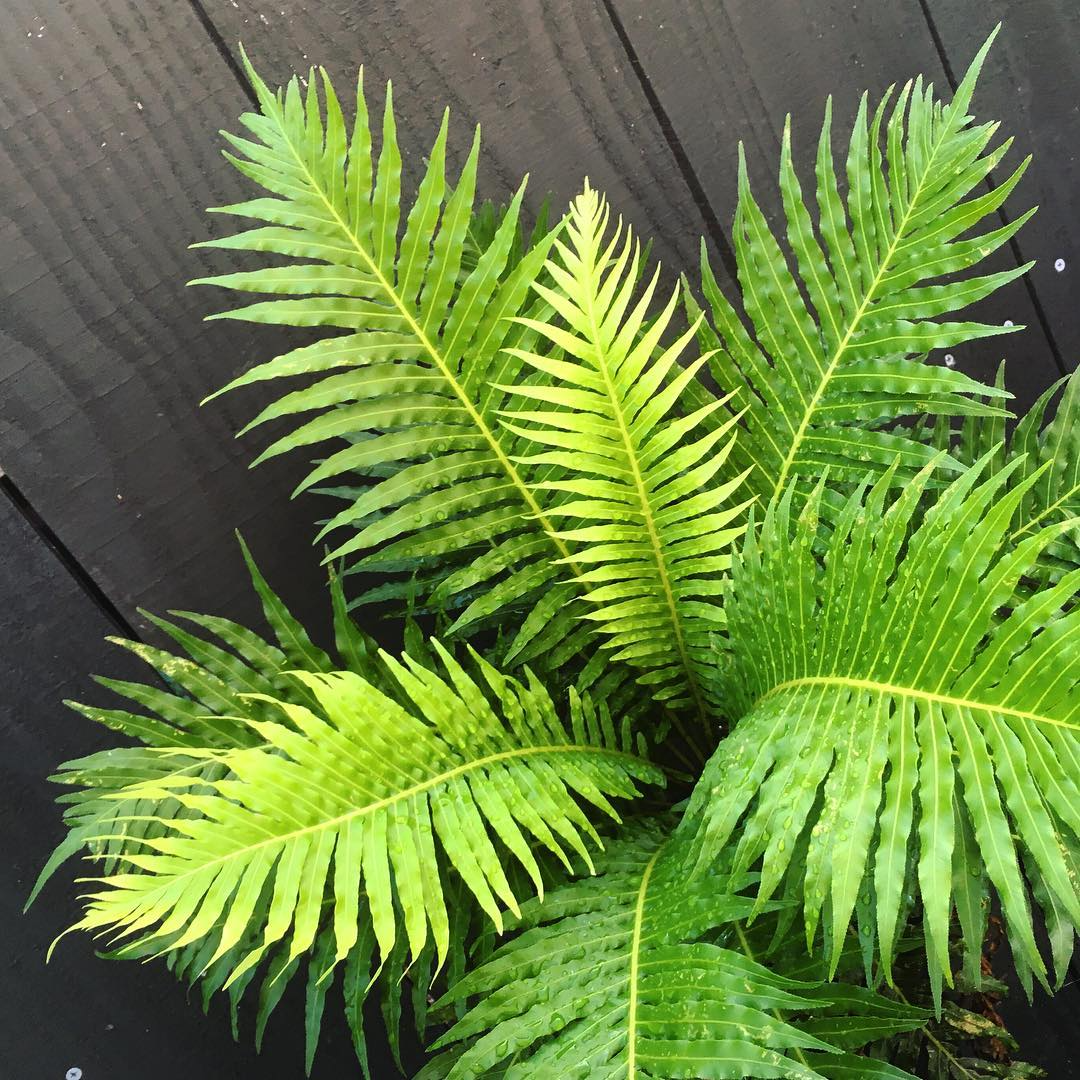 Fern Blechnum Assorted - View 3 from www redcrocus com