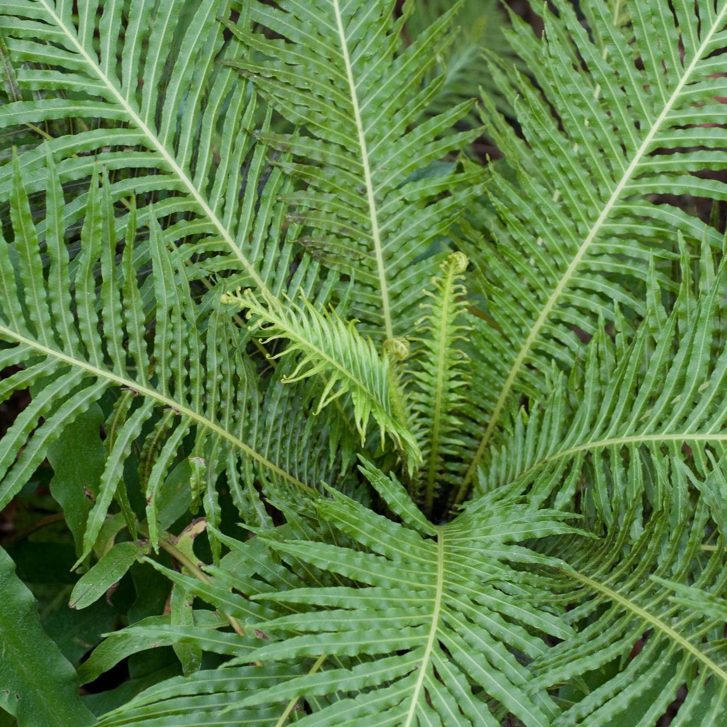 Fern Blechnum Assorted - View 4 from www redcrocus com