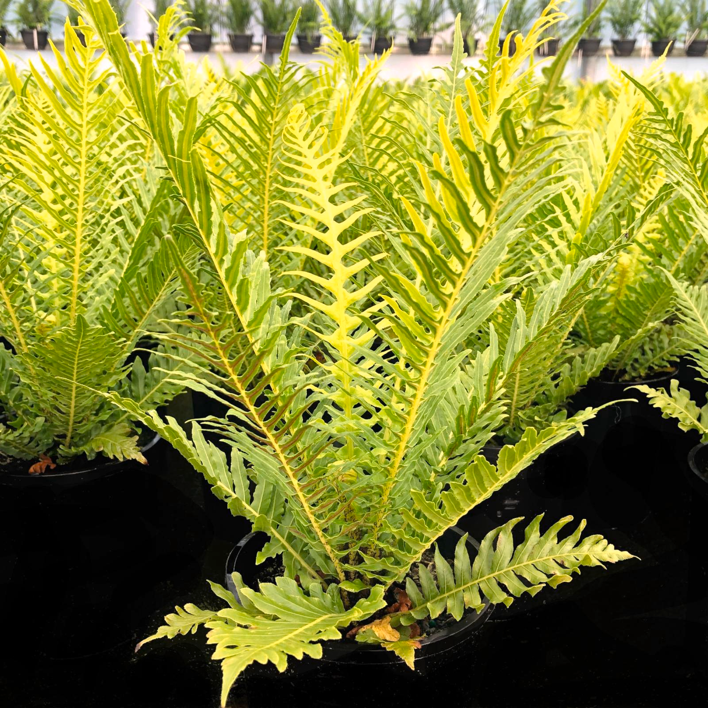 Fern Blechnum Assorted - View 5 from www redcrocus com