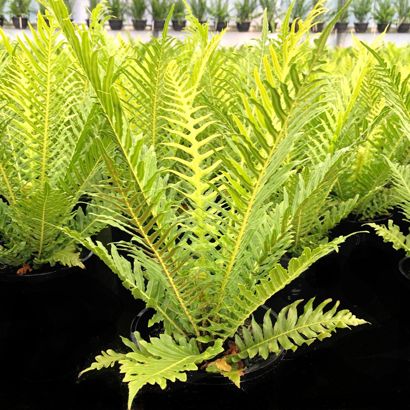 Fern Blechnum Assorted - View 5 from www redcrocus com