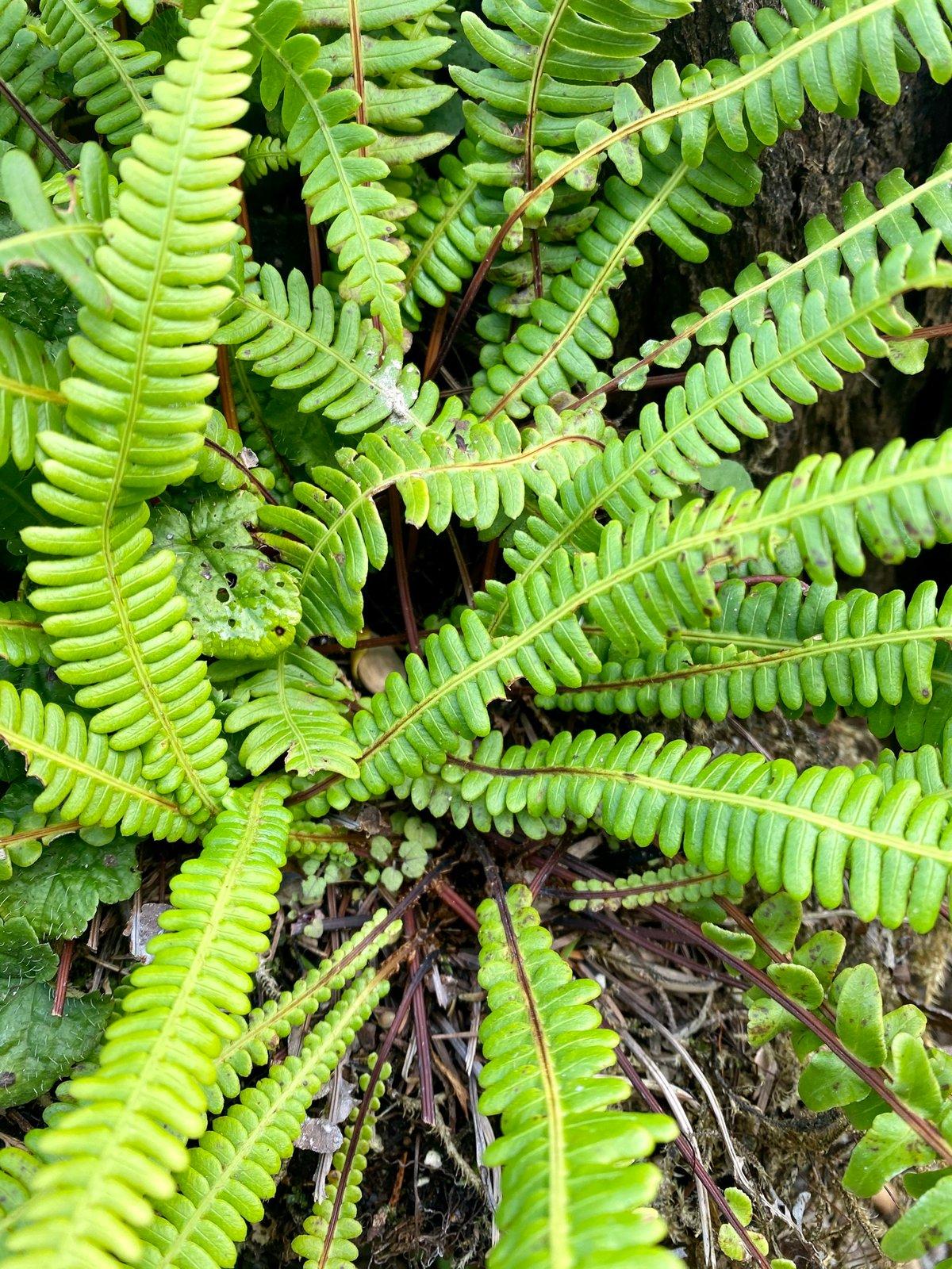 Fern Blechnum Assorted - View 8 from www redcrocus com