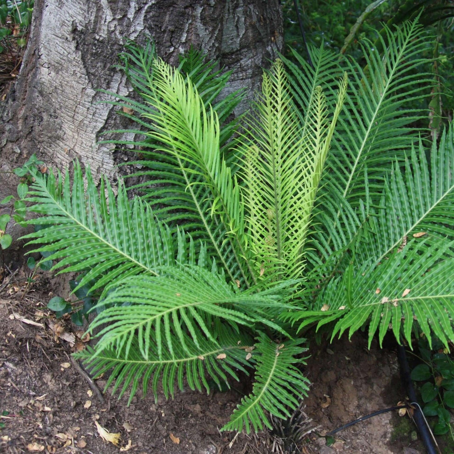 Fern Blechnum Assorted - View 9 from www redcrocus com