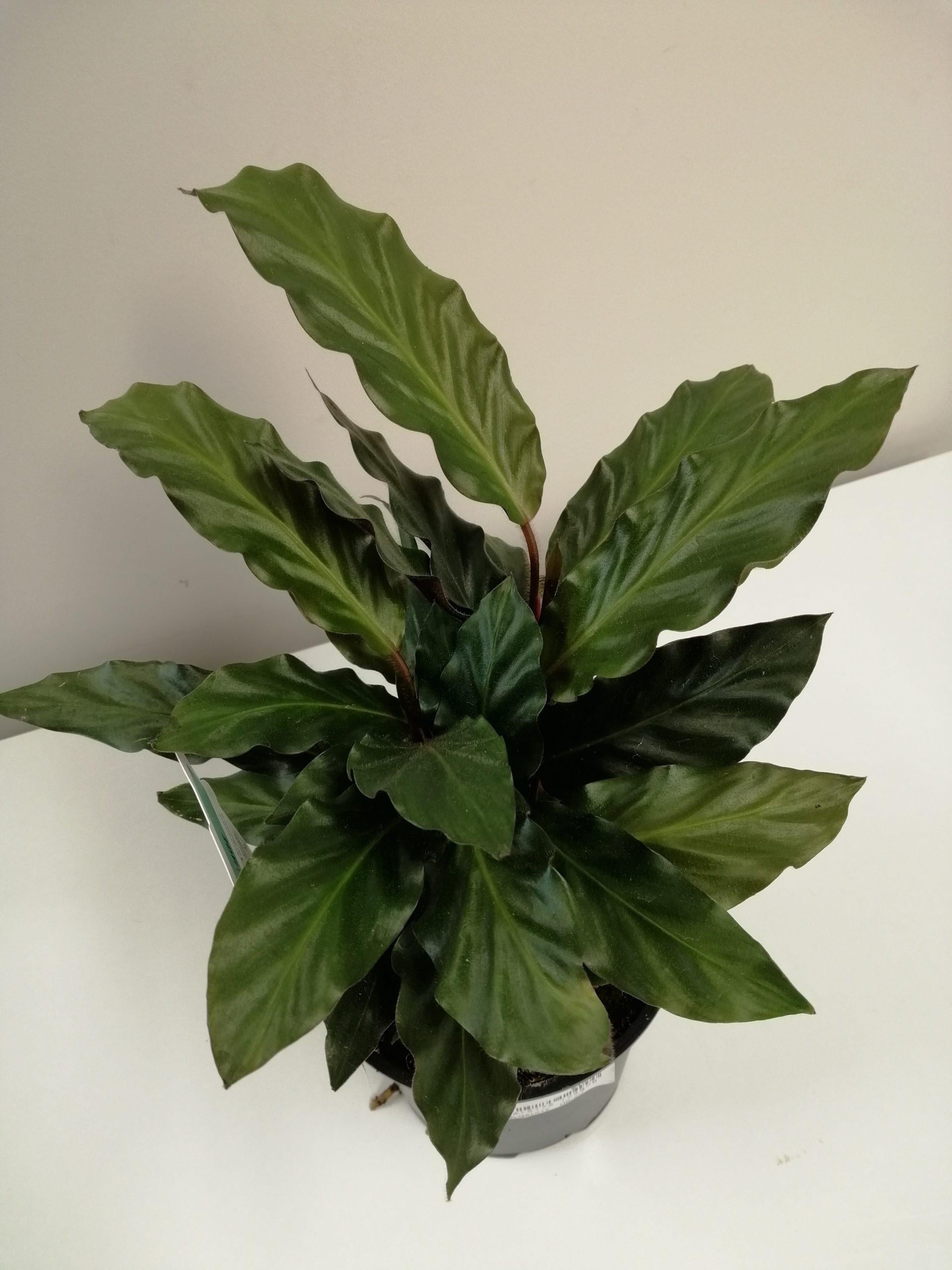 Calathea Rufibarba - View 10 from www redcrocus com