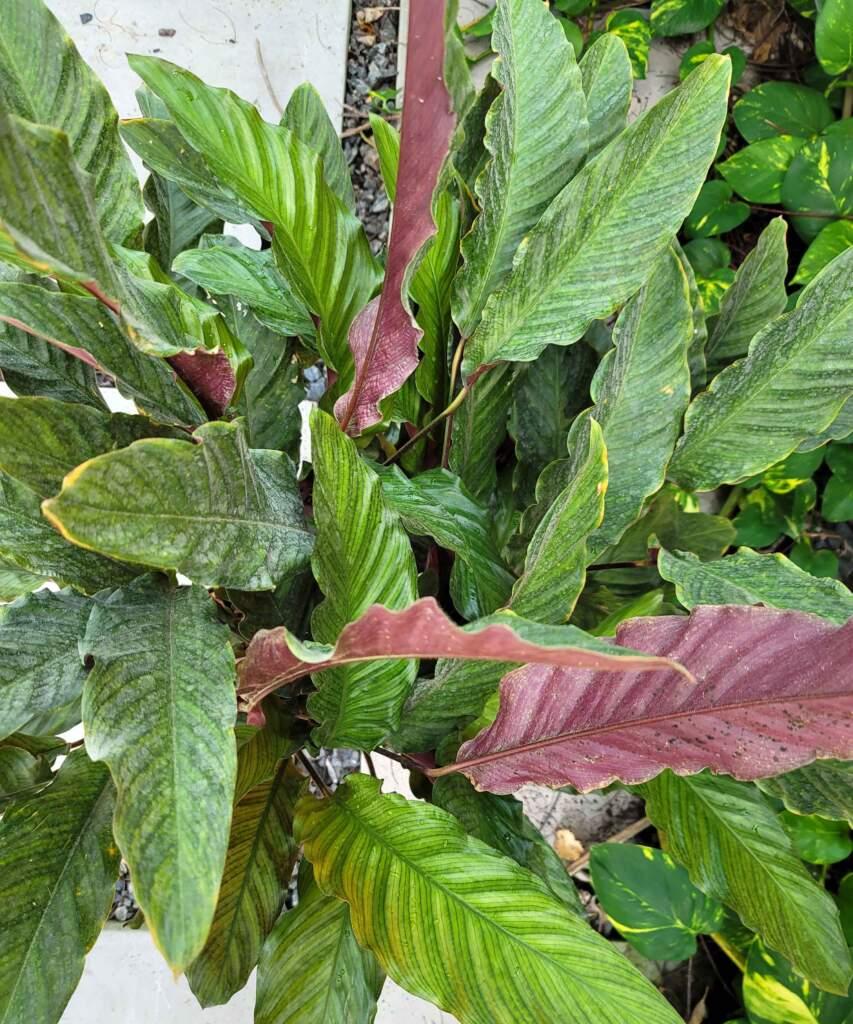 Calathea Rufibarba - View 13 from www redcrocus com
