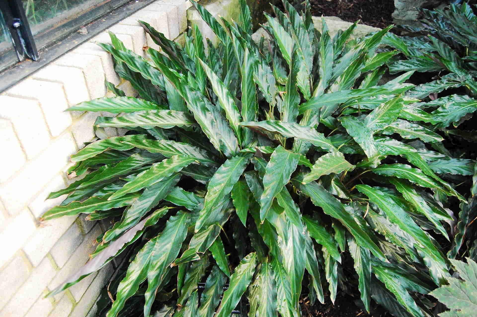 Calathea Rufibarba - View 20 from www redcrocus com