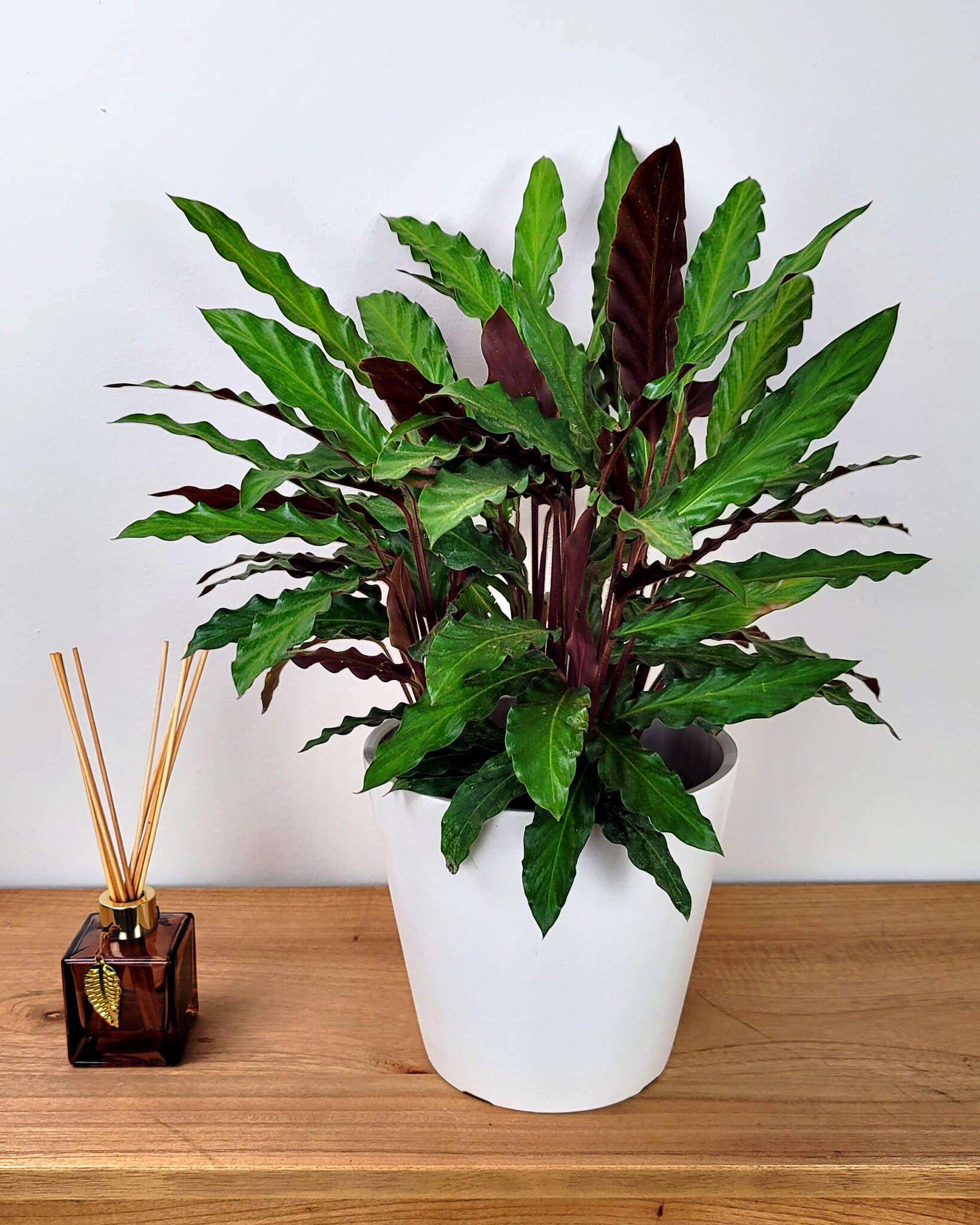 Calathea Rufibarba - View 5 from www redcrocus com