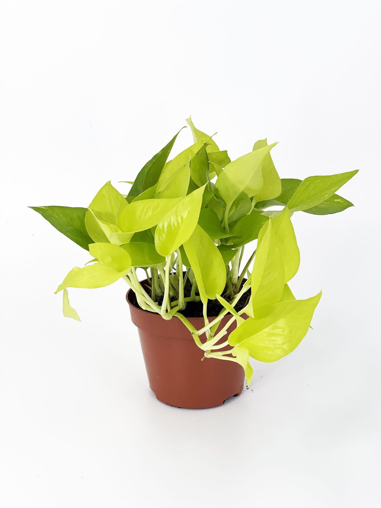 RedCrocus Neon Pothos Epipremnum aureum, Trailing Indoor Plant, Lush Green Foliage, Perfect for Hanging Baskets & Decor - Easy Care  8" Hanging Basket
