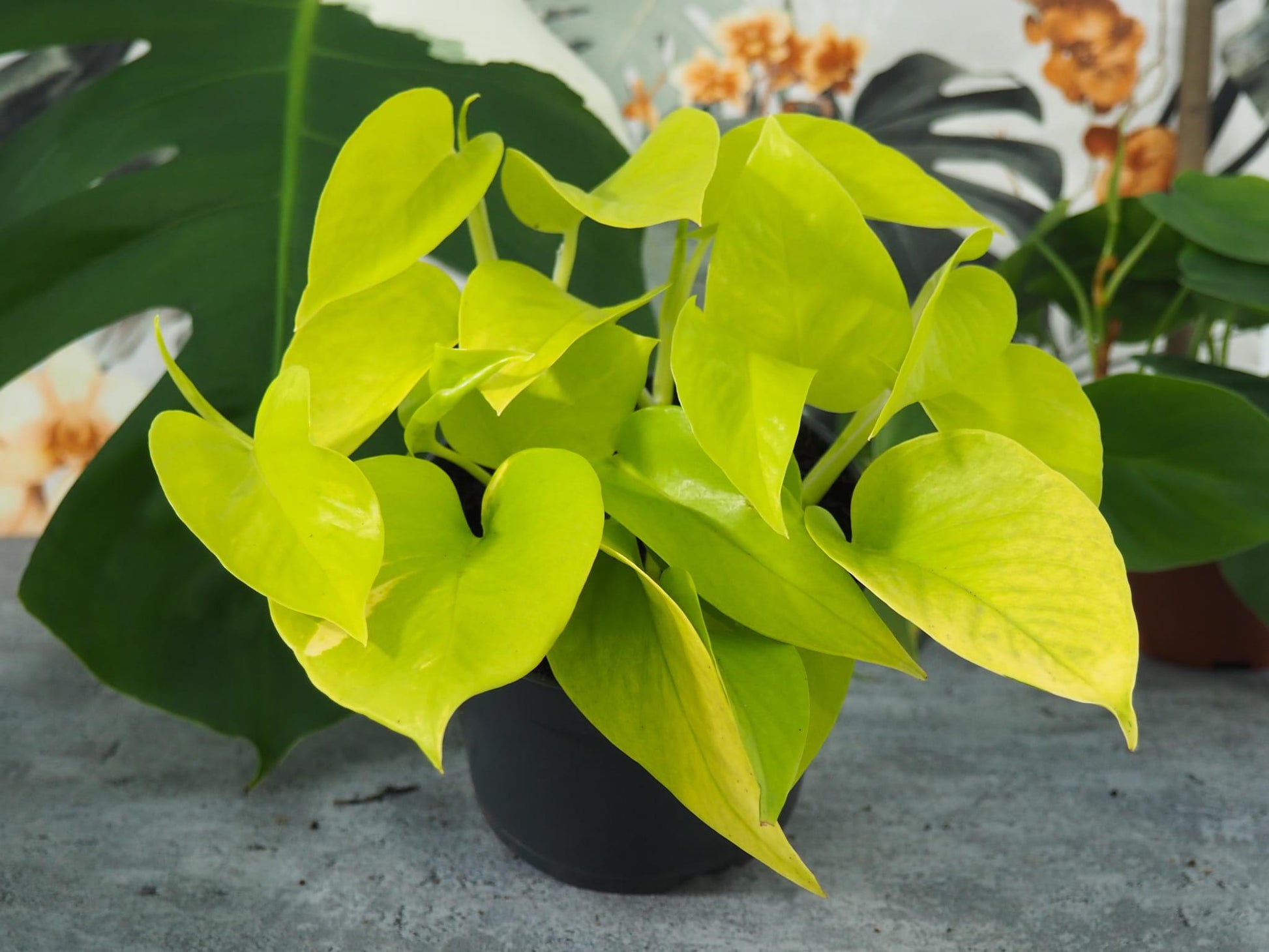 RedCrocus Neon Pothos Epipremnum aureum, Trailing Indoor Plant, Lush Green Foliage, Perfect for Hanging Baskets & Decor - Easy Care  8" Hanging Basket