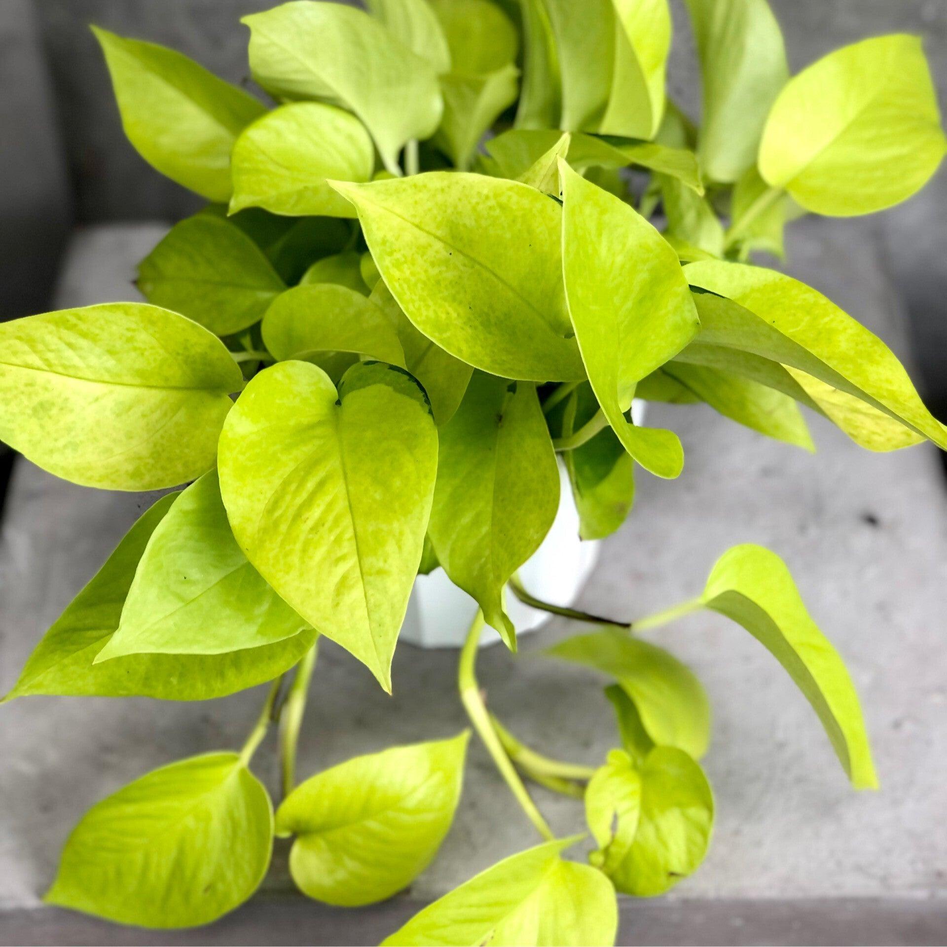 RedCrocus Neon Pothos Epipremnum aureum, Trailing Indoor Plant, Lush Green Foliage, Perfect for Hanging Baskets & Decor - Easy Care  8" Hanging Basket