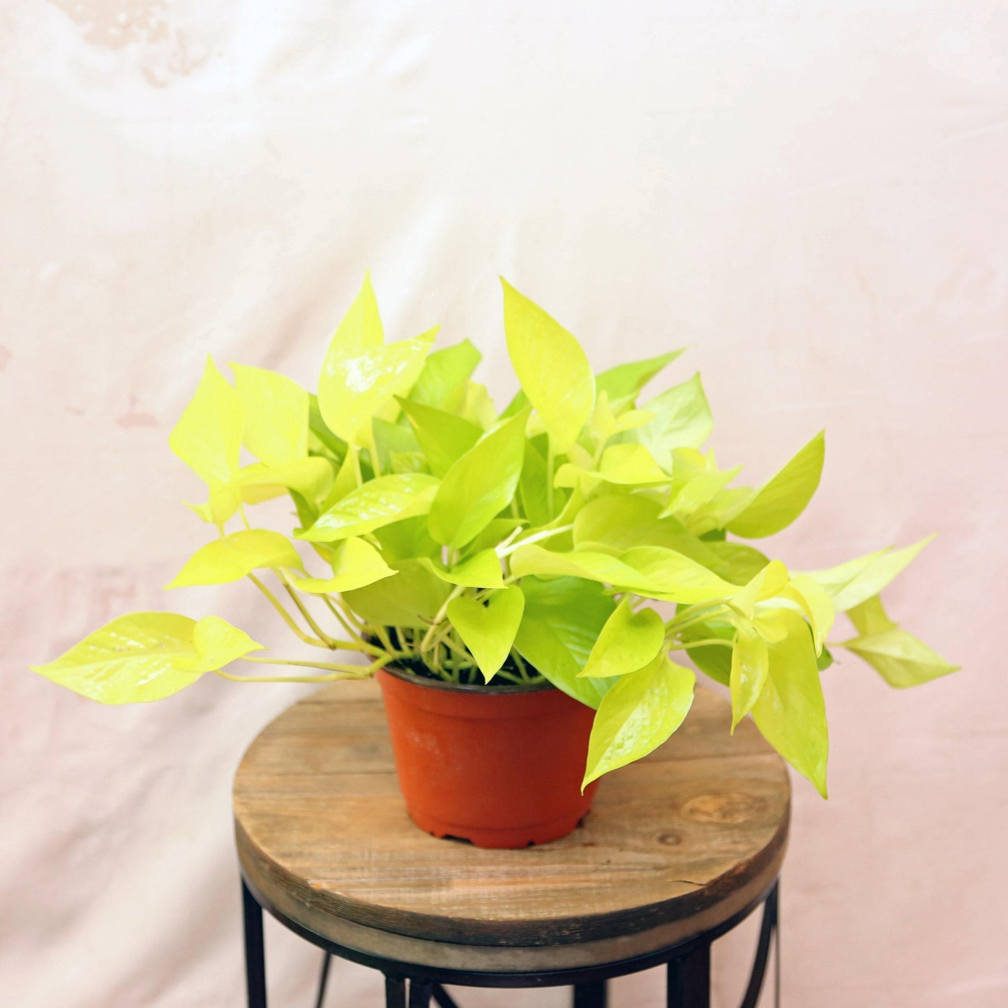 RedCrocus Neon Pothos Epipremnum aureum, Trailing Indoor Plant, Lush Green Foliage, Perfect for Hanging Baskets & Decor - Easy Care  8" Hanging Basket