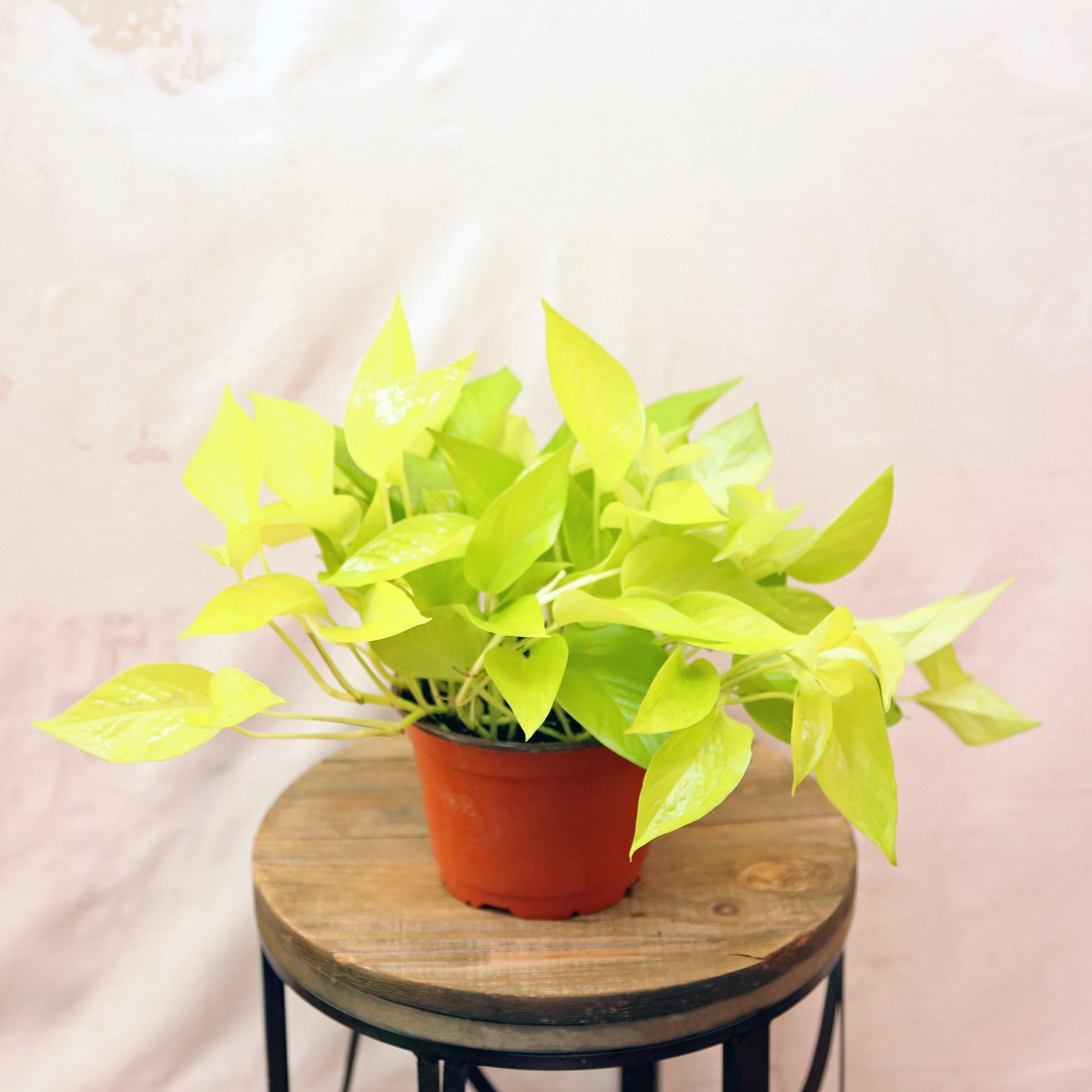 RedCrocus Neon Pothos Epipremnum aureum, Trailing Indoor Plant, Lush Green Foliage, Perfect for Hanging Baskets & Decor - Easy Care  8" Hanging Basket
