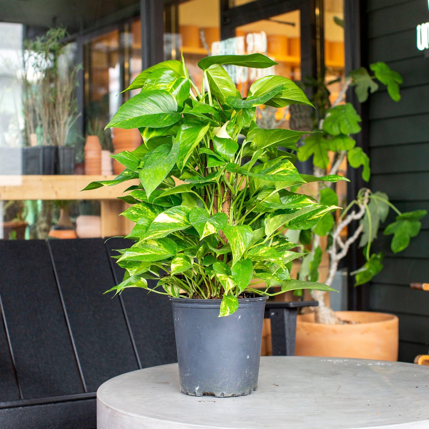 RedCrocus Pothos Devil's Ivy - Vibrant Indoor Trailing Plant - Assorted Varieties, Easy Care, Pet Safe (Toxic to Cats & Dogs)  10" Pot