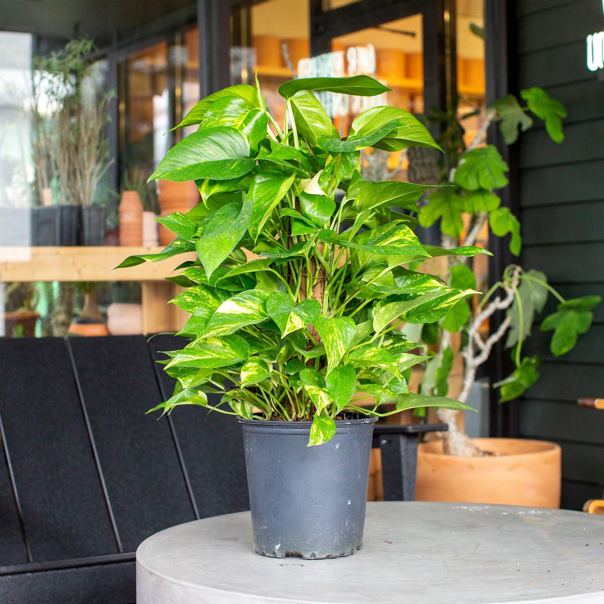 RedCrocus Pothos Devil's Ivy - Vibrant Indoor Trailing Plant - Assorted Varieties, Easy Care, Pet Safe (Toxic to Cats & Dogs)  10" Pot