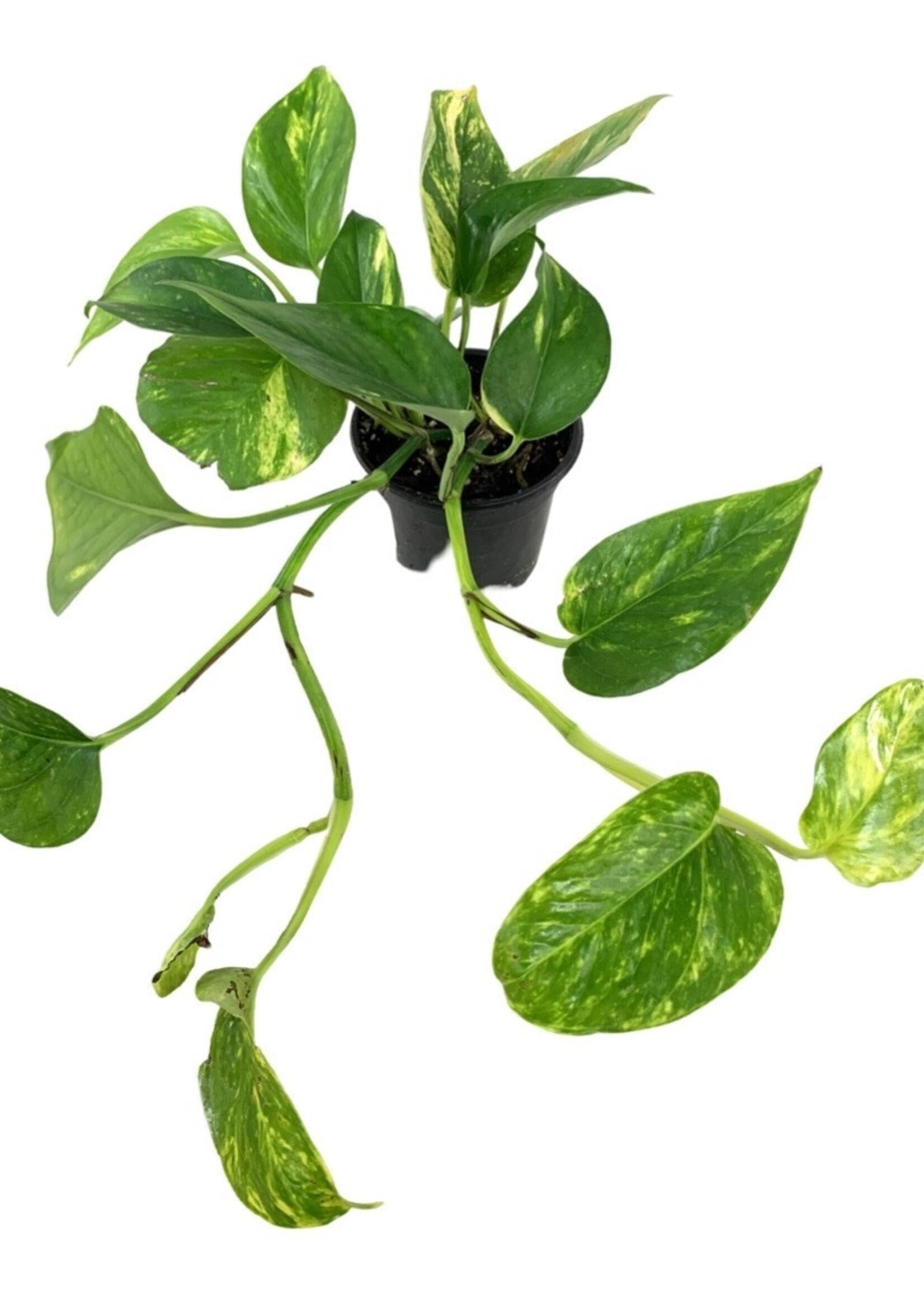 Pothos Epipremnum Aureum Assorted Totem - View 14 from www redcrocus com