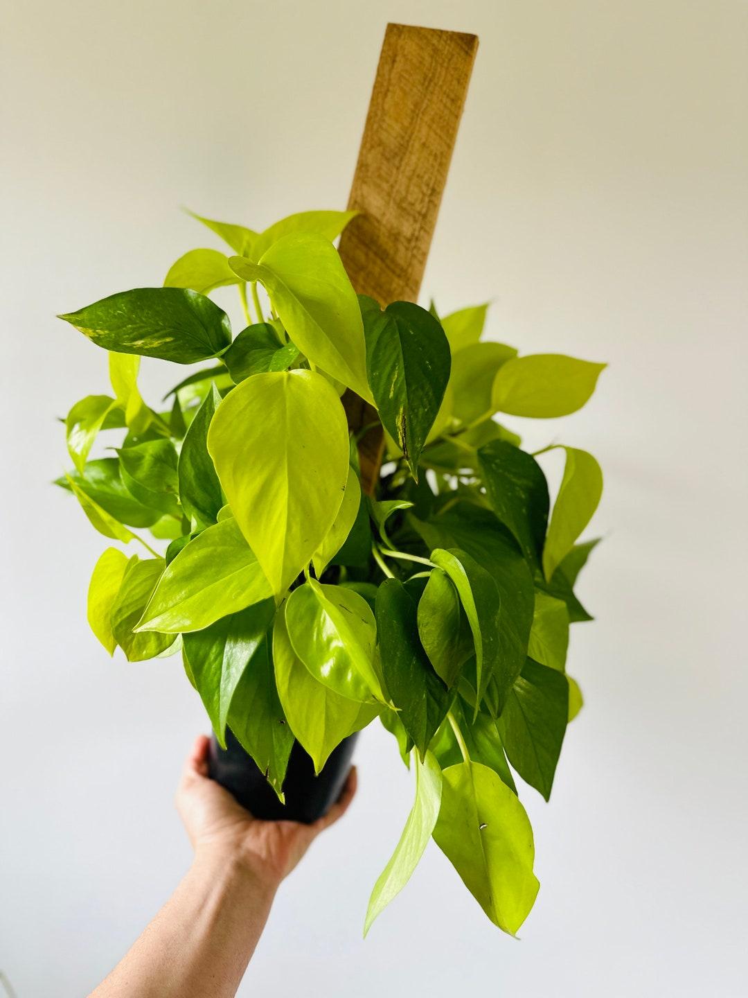 RedCrocus Pothos Devil's Ivy - Vibrant Indoor Trailing Plant - Assorted Varieties, Easy Care, Pet Safe (Toxic to Cats & Dogs)  10" Pot