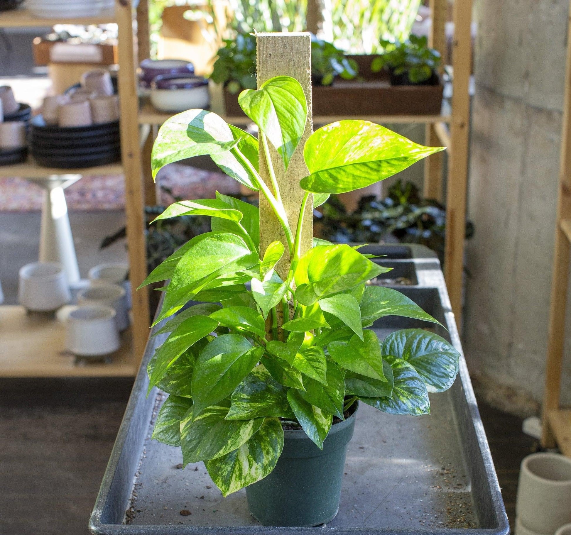 Pothos Epipremnum Aureum Assorted Totem - View 17 from www redcrocus com