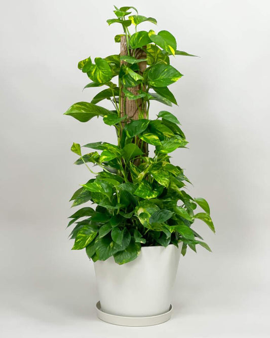 Pothos Epipremnum Aureum Assorted Totem - View 1 from www redcrocus com