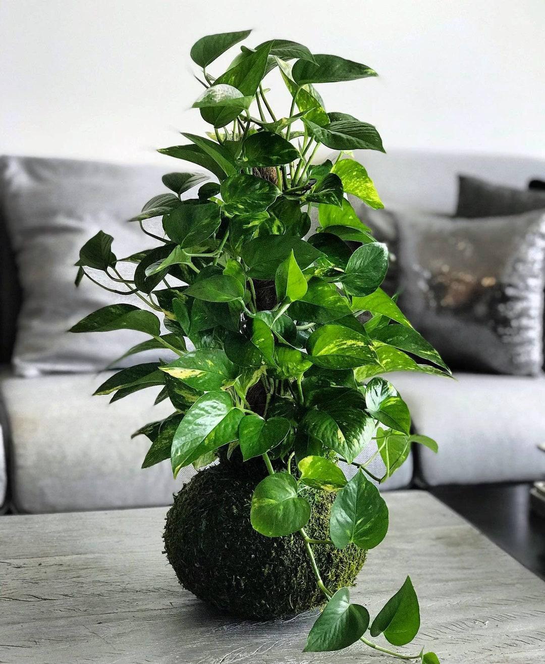 Pothos Epipremnum Aureum Assorted Totem - View 5 from www redcrocus com