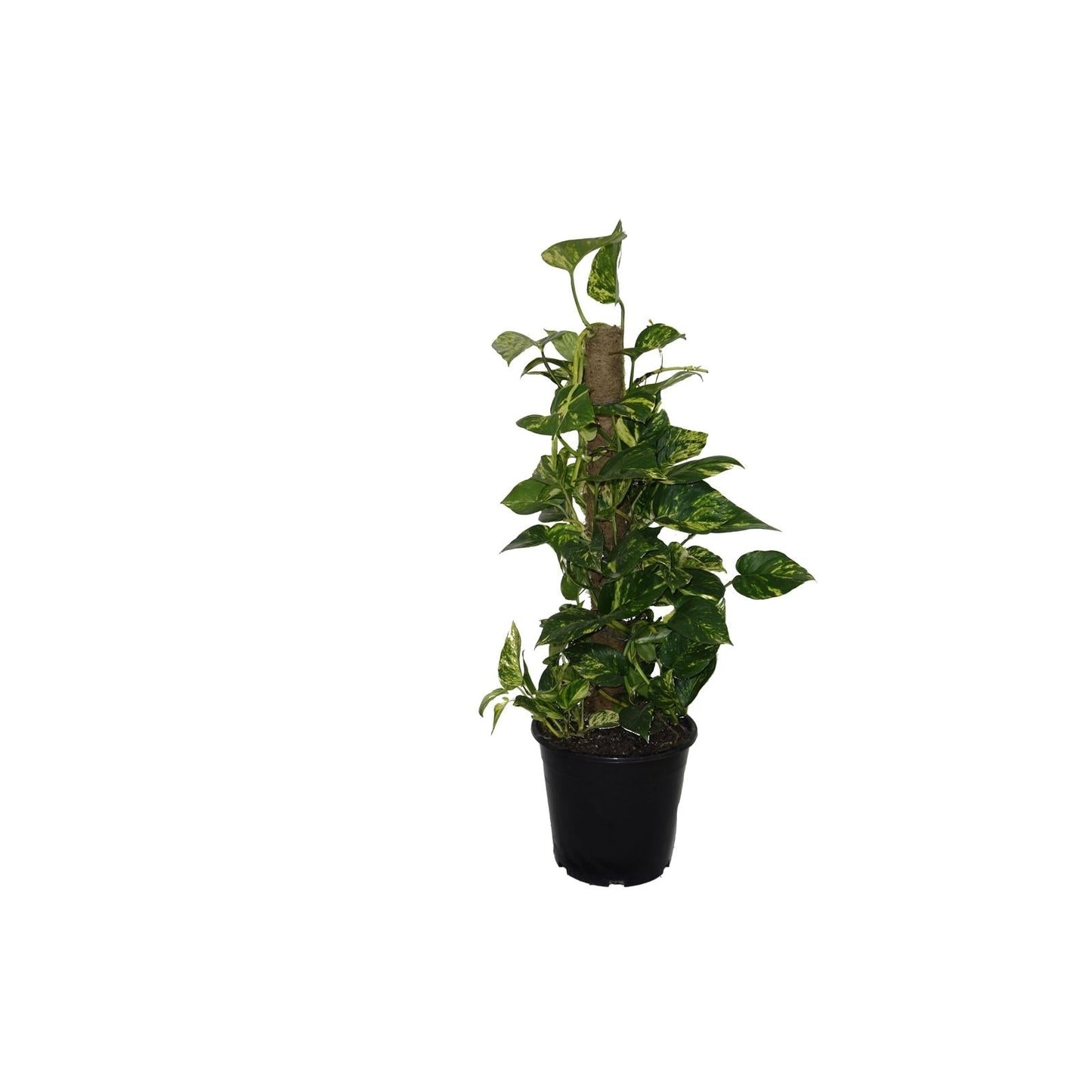 Pothos Epipremnum Aureum Assorted Totem - View 8 from www redcrocus com